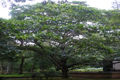 Neolamarckia cadamba